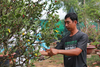 Cần Thơ: Nghề chăm sóc “nàng xuân” nhộn nhịp sau Tết