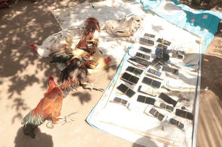 Công an tỉnh Trà Vinh bắt giữ 33 người tụ tập đá gà, thu giữ gần 300 triệu đồng