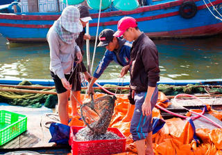 Cần Thơ sử dụng hơn 2,6 tỷ đồng cho công tác bảo vệ và phát triển nguồn lợi thuỷ sản