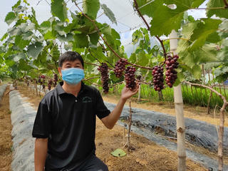 Anh nông dân Trà Vinh phát triển giống nho “khó tính” tại vùng đất nhiễm mặn