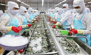 Bài toán khó cho doanh nghiệp thuỷ sản Đồng bằng sông Cửu Long