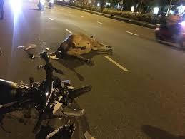 Trách nhiệm của người thả gia súc gây tai nạn giao thông?