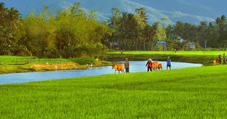 Đường về quê mẹ