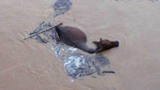 Không sử dụng gia súc chết trong mưa lũ làm thực phẩm