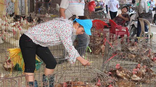 Phong tỏa toàn tuyến biên giới ngăn virus H7N9