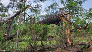 Quảng Ninh phát động đợt cao điểm thu dọn rừng bị thiệt hại do bão số 3