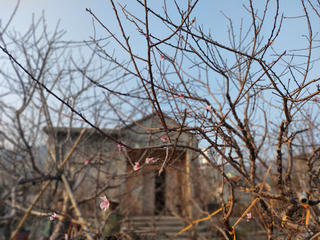 Sắp diễn ra Hội chợ hoa đào Vân Đồn năm 2025