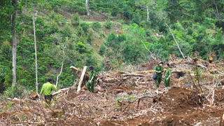 Lâm Đồng bắt quả tang hai đối tượng phá 1,9 ha rừng