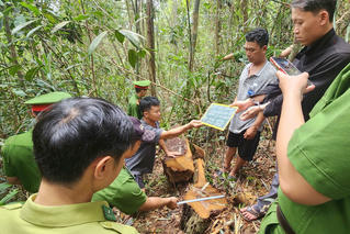 Nhân viên Công ty Lâm Nghiệp “bắt tay” lâm tặc khai thác gỗ trái phép