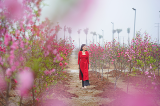 Chuẩn bị tổ chức Lễ hội Hoa Đào Xứ Lạng năm 2024