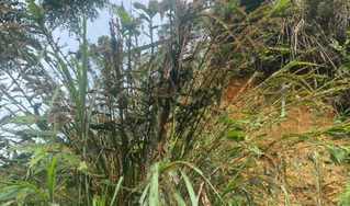 Đàn châu chấu lạ xuất hiện tại Lạng Sơn