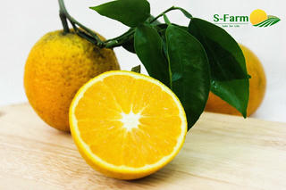 Giới thiệu đặc sản trái cây Hòa Bình đến với người tiêu dùng