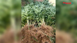 Hà Nội: Người nước ngoài trồng cần sa ở bãi giữa sông Hồng