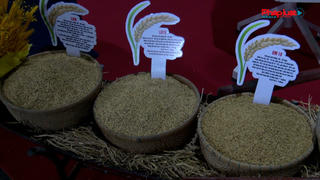 Khai mạc Festival Lúa gạo Việt Nam lần thứ 5