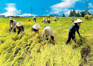 “Siêu ban” của Bộ Nông nghiệp ôm đồm quá nhiều dự án