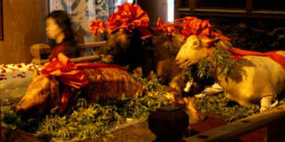 Đón Mùi, “đàm tiếu”… chuyện dê