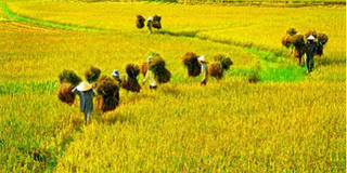 Nông nghiệp trước thềm TPP: Lo nông dân bị gạt ra lề?