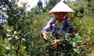 Săn dâu rừng trên dãy Hoành Sơn