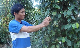 Tôn vinh người đàn ông trồng hoa