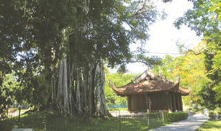 Huyền thoại “chuyện tình” cây đa - thị ở đất Lam Kinh