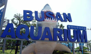 Vietnam Airlines đổi lịch bay đến Hàn Quốc do bão Chaba