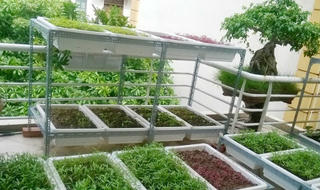 Thiết bị trồng rau sạch hút mẹ bỉm sữa