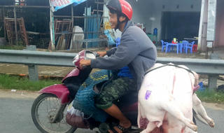 Đồng bằng sông Cửu Long: “Giải cứu” chưa xong, giá heo... lại “tụt dốc”!