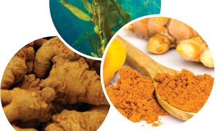 Curcumin, Fucoidan, Tam thất cho bệnh nhân ung thư: Dùng sao cho hiệu quả