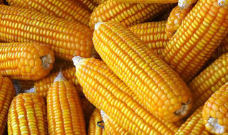 Thận trọng với cây trồng biến đổi gene là cần thiết