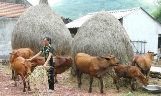 Giáo dân làm giàu từ đồng vốn chính sách