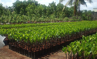 Giảm tới 20% phí bảo hộ giống cây lâm nghiệp