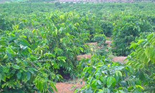 Phó Chủ tịch HĐND xã bị bắn tử vong trong vườn cà phê