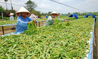 20% số dược liệu bị trộn lẫn rác, cát, xi măng!
