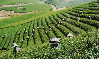Mộc Châu (Sơn La): Chưa tống đạt quyết định thụ lý vụ án hợp lệ, vẫn xét xử sơ thẩm?