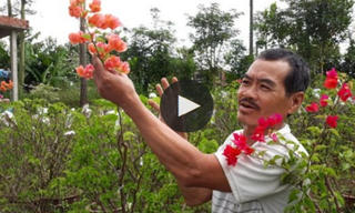 Điểm báo 29/11/2017: Người dân trồng hoa giấy lao đao vì tin đồn hoa chứa chất gây ung thư