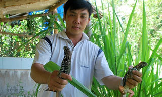Những cử nhân, kỹ sư bỏ việc về quê làm nông thu tiền tỷ