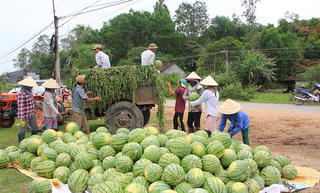 Quảng Ngãi tìm lối ra cho dưa hấu