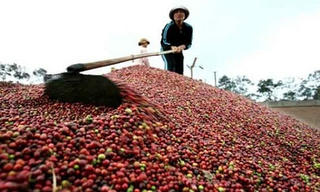 Cà phê Việt Nam: “Hàng hot” với thị phần thế giới
