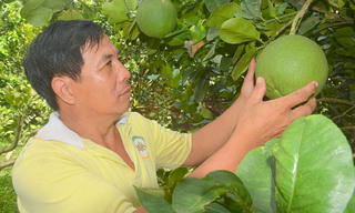 An Giang: Vươn lên thoát nghèo nhờ trồng bưởi da xanh