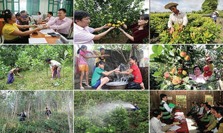 Tín dụng chính sách chú trọng tăng trưởng xanh, phát triển bền vững