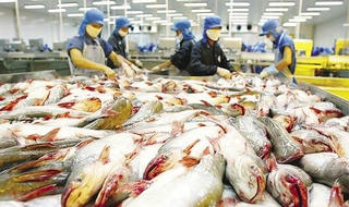 Mỹ từ chối nhập khẩu cá tra hun khói Việt Nam