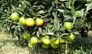 Cận Tết, giá cam tăng mạnh