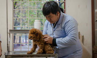 Vui buồn chuyện nghề bác sĩ cún cưng