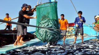 VASEP đề xuất trực tiếp tham gia khắc phục “thẻ vàng”