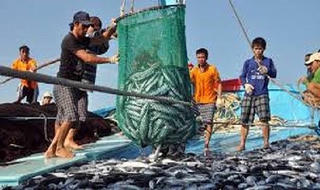 Khai thác, nuôi trồng thủy sản gặp nhiều thuận lợi