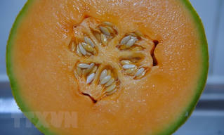 Thêm 1 người tử vong do ăn phải dưa lưới nhiễm khuẩn