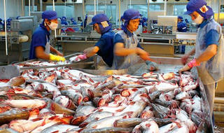Hoa Kỳ sắp thanh tra thực tế chương trình kiểm soát cá da trơn Việt Nam
