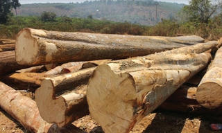Hệ thống quản lý gỗ theo chuỗi: Gỗ lậu hết đường sống?