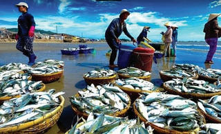 Sát thời hạn thoát “thẻ vàng” của thủy sản: Thị trường cá, tôm “nín thở”