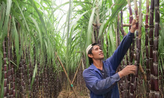Tây Nguyên sẽ là thủ phủ của mía đường? 